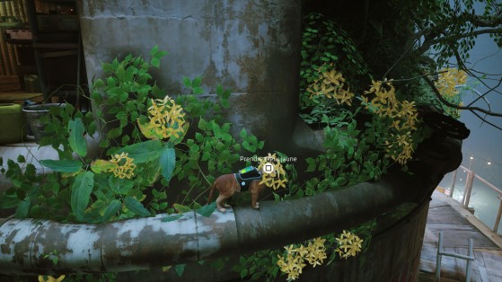 Stray: Encontre a flor amarela ao pegar o caminho pela cano próximo ao ramen - Stray