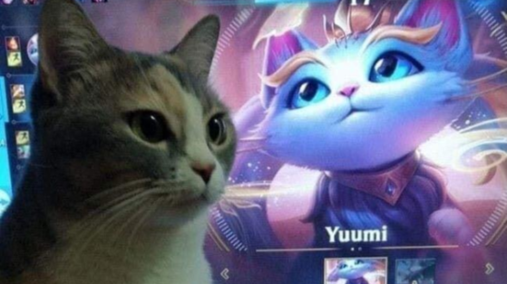 LoL: Gatinhos da vida real são obcecados pela Yuumi? Veja indícios do fenômeno