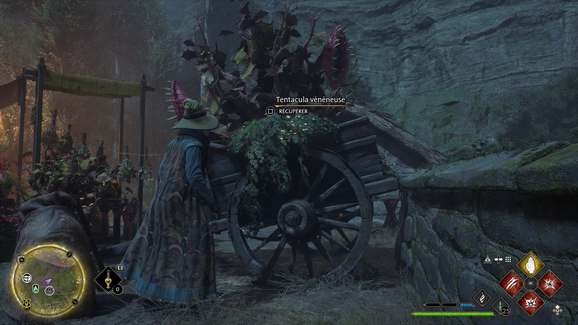 Tentáculos Venenosos Hogwarts Legacy: Onde encontrar a planta de ...