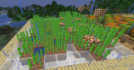 Minha Plantação Cacau- Minecraft!