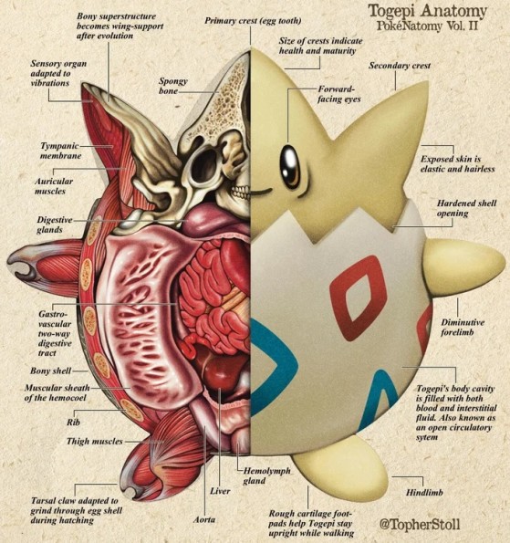 Anatomia de Togepi — Imagem: TheChristopherStoll/Reddit - Pokémon Scarlet e Violet