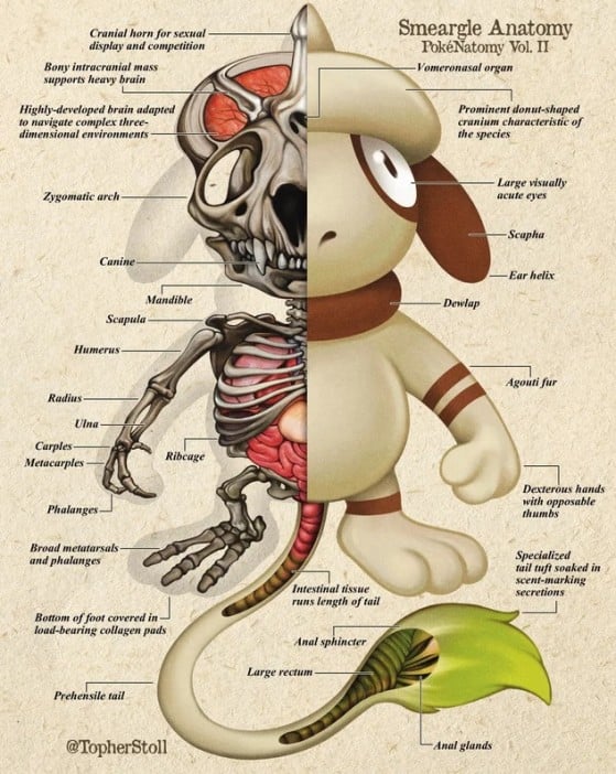 Anatomia de Smeargle — Imagem: TheChristopherStoll/Reddit - Pokémon Scarlet e Violet