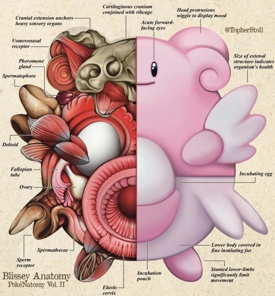 Anatomia de Blissey — Imagem: TheChristopherStoll/Reddit - Pokémon Scarlet e Violet